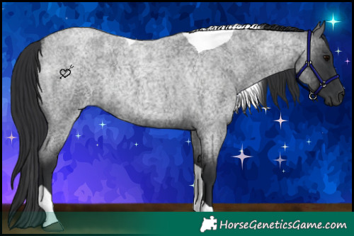 Horse Color:Blue Roan Tobiano Rabicano 