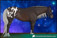 Horse Color:Silver Brown Tobiano Appaloosa Rabicano 