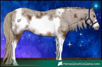 Horse Color:Chocolate Palomino Sabino Tobiano Frame