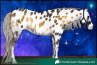 Horse Color:Silver Buckskin Onyx Near Leopard 
