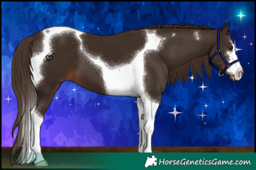 Horse Color:Liver Chestnut Tobiano 
