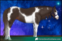 Horse Color:Liver Chestnut Tobiano 