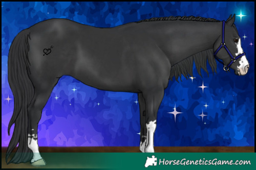 Horse Color:Black 