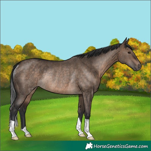 Horse Color:Brown Dun Rabicano 