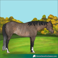Horse Color:Brown Dun Rabicano 