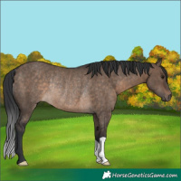 Horse Color:Brown Dun Rabicano