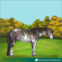 Horse Color:White Spotted Bay Ice Onyx Sabino Appaloosa 