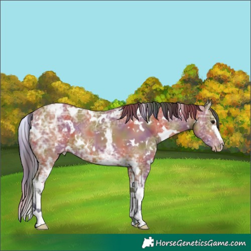 Horse Color:Nacre White Spotted Bay Ice Appaloosa 