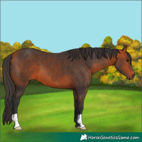 Horse Color:Bay 