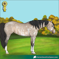 Horse Color:Brown Dun Sabino 