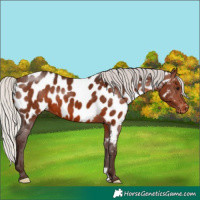 Horse Color:Silver Brown Near Leopard 