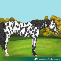 Horse Color:Black Appaloosa