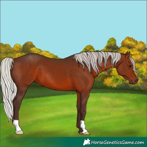 Horse Color:Silver Brown 