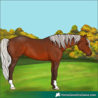 Horse Color:Silver Brown 