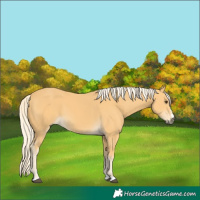 Horse Color:Palomino 