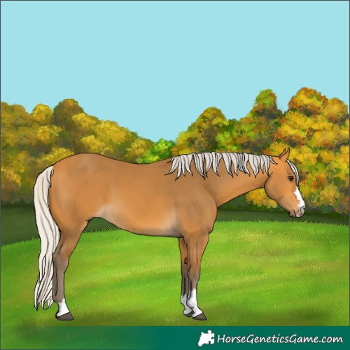 Horse Color:Silver Buckskin 