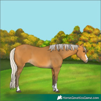 Horse Color:Silver Buckskin 