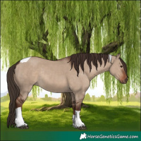 Horse Color:Liver Red Dun Tobiano Rabicano 