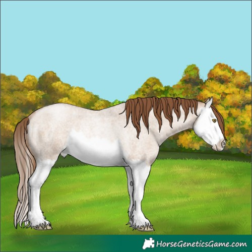 Horse Color:Liver Red Dun Roan Pearl Splash Rabicano 