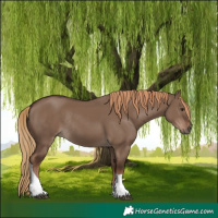 Horse Color:Liver Red Dun Tobiano Rabicano 