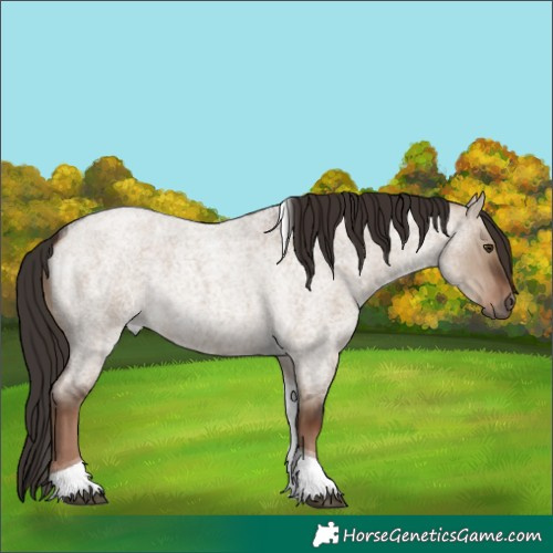 Horse Color:Liver Red Dun Roan Tobiano Rabicano 