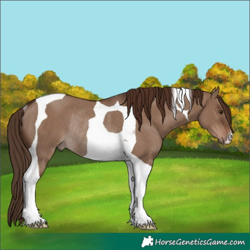 Horse Color:Liver Red Dun Tobiano Rabicano 