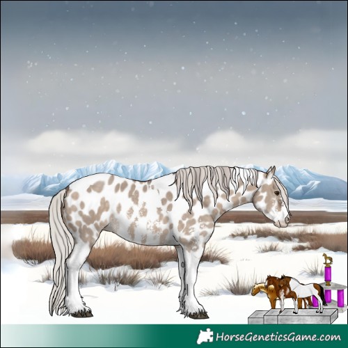 Horse Color:Silver Brown Dun Sabino Tobiano Appaloosa Rabicano 