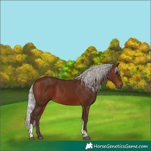 Horse Color:Silver Brown Tobiano