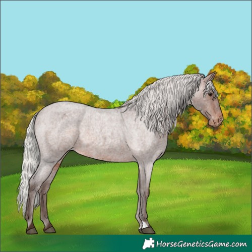 Horse Color:Silver Brown Roan Appaloosa 