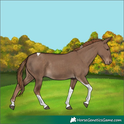 Horse Color:Liver Red Dun Tobiano Rabicano 