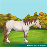 Horse Color:Red Dun Roan Rabicano 