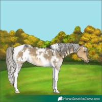 Horse Color:White Spotted Silver Buckskin Dun Tobiano 