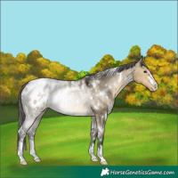 Horse Color:White Spotted Buckskin Dun Appaloosa 