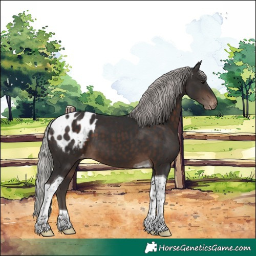 Horse Color:Silver Brown Tobiano Appaloosa 