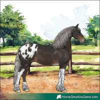 Horse Color:Silver Brown Tobiano Appaloosa 