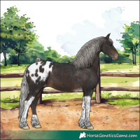Horse Color:Silver Brown Tobiano Appaloosa