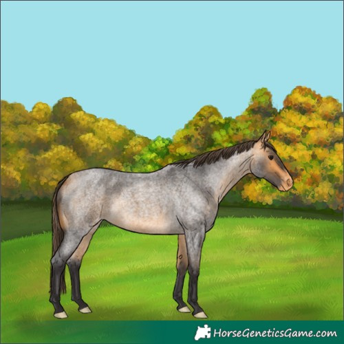 Horse Color:Buckskin Roan Varnish 