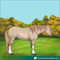 Horse Color:Red Dun Tobiano Rabicano