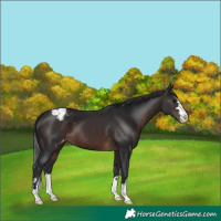 Horse Color:Brown Appaloosa