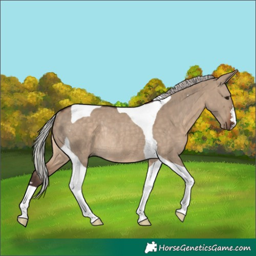 Horse Color:Silver Brown Dun Tobiano Rabicano 