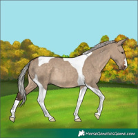 Horse Color:Silver Brown Dun Tobiano Rabicano