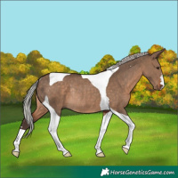 Horse Color:Silver Brown Dun Tobiano Rabicano 