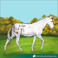 Horse Color:Silver Grullo Tobiano Appaloosa Rabicano