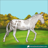 Horse Color:Silver Grullo Tobiano Appaloosa Rabicano 