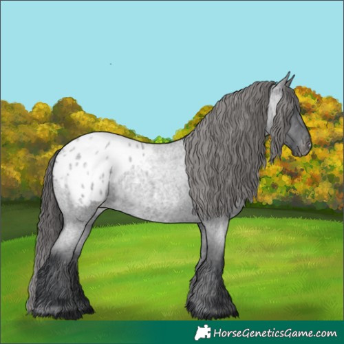 Horse Color:Blue Roan Appaloosa 