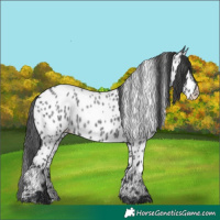 Horse Color:Blue Roan Appaloosa 