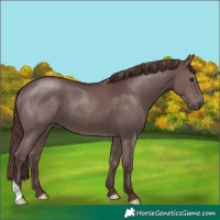 Horse Color:Chocolate Black