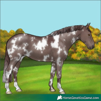 Horse Color:White Spotted Chocolate Grullo 