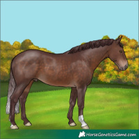 Horse Color:Chocolate Brown