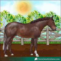 Horse Color:Chocolate Brown 
